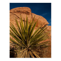 Vida vegetal de desierto postales