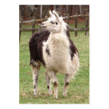 Viejo ATC del ~ de la llama Tarjetas De Visita