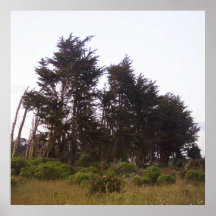 Viento barrido poster