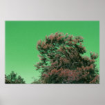 Viento en los árboles poster