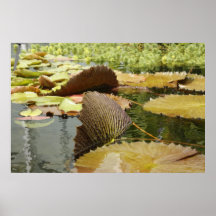Viento que coge Lilypads Posters