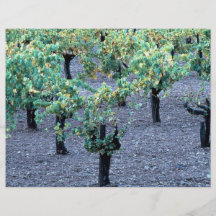 Viñedo, Napa Valley, California del bosque Tarjeton
