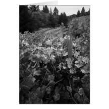 Viñedo y colinas, pañero Vineyard, 1966 Tarjetón