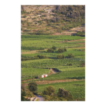 Viñedos de Smokvica en Korcula del Toreta Fotografias