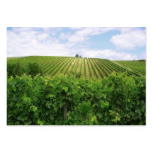 Vineyard - Viñedo (Burdeos - Francia) 01 Tarjetas De Visita