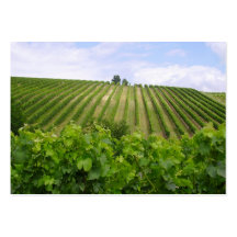 Vineyard - Viñedo (Burdeos - Francia) 02 Plantillas De Tarjeta De Negocio