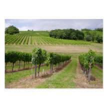 Vineyard - Viñedo (Burdeos - Francia) 03 Plantillas De Tarjetas Personales