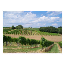 Vineyard - Viñedo (Burdeos - Francia) 04 Plantilla De Tarjeta De Visita