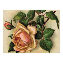 Vintage *Beautiful Roses* Tarjeta Postal