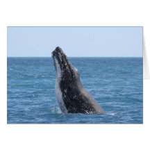 Violación de la ballena felicitacion 