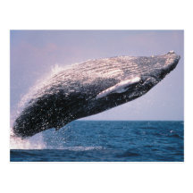Violación de la ballena jorobada postales