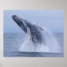 Violación de la impresión de la ballena jorobada impresiones