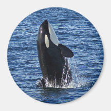 Violación del imán de la orca (orca)
