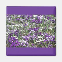 Violas Imanes