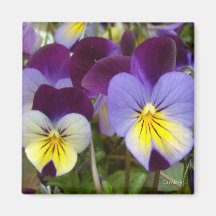 violas púrpuras amarillas azules a7 iman de frigorífico