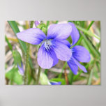 Violeta azul poster