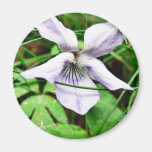 Violeta de perro azul blanca común iman de nevera