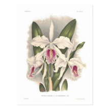 Virginalis del var de los máximos de Cattleya Postales