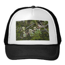 Virginia blanca Saxifrage (Saxifraga Virginiensis) Gorras
