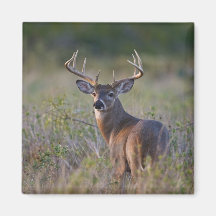 virginianus blanco-atado) del Odocoileus de los ci Imán De Nevera