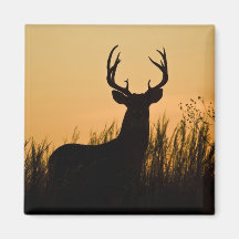 virginianus blanco-atado del Odocoileus de los cie Iman De Nevera