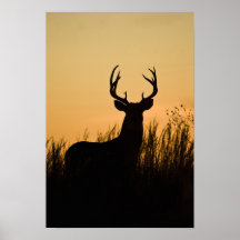 virginianus blanco-atado del Odocoileus de los cie Posters