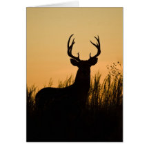 virginianus blanco-atado del Odocoileus de los cie Felicitaciones