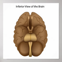 Vista inferior de la impresión del cerebro humano posters