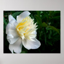 Vista lateral subió Peony Poster