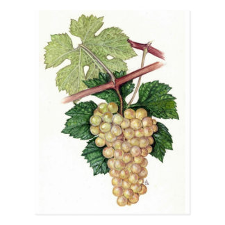 Vitis vinifera No.2 Tarjeta Postal