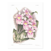 Vittata del var del vexillaria del Miltonia Tarjeta Postal