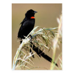 Viuda de Redcollared Postal
