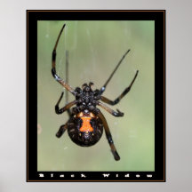 Viuda negra posters