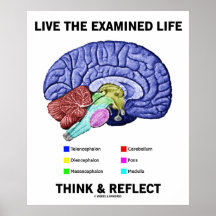 Vive la vida examinada piensa y refleja (el cerebr impresiones