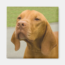 Vizsla Imán Para Frigorífico