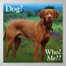 ¿Vizsla - perro? ¿, Quién? ¿, Yo?? Poster
