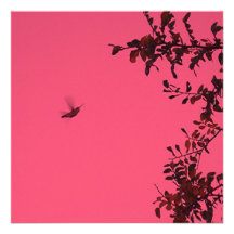 Volando del levantamiento/de Colibrí del colibrí Comunicado