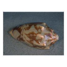 Volute de la rata (verspertilio) de Voluta Shell Anuncio