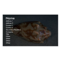Volute de la rata (verspertilio) de Voluta Shell Tarjetas De Negocios