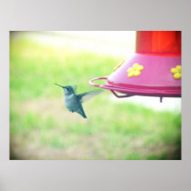 Vuelo del colibrí posters