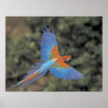 Vuelo del Macaw Impresiones