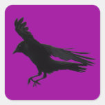 Vuelo que aterriza arte negro del cuervo calcomanias cuadradas