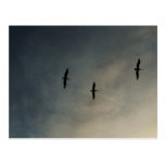 Vuelo… Tarjeta Postal