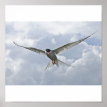 Vuelo - Trun ártico Posters
