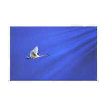 Vuelta del cisne s lona envuelta para galerías