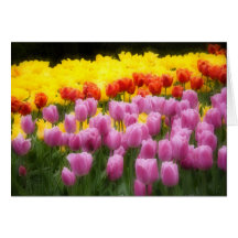 WA, valle de Skagit, jardín del tulipán de Roozeng Tarjetón