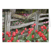 WA, valle de Skagit, jardín del tulipán de Roozeng Felicitación