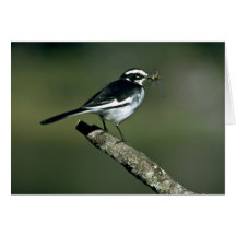 Wagtail de varios colores felicitación