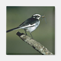 Wagtail de varios colores imanes de nevera