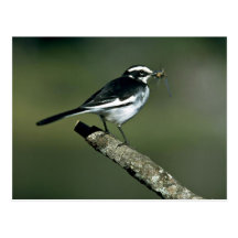 Wagtail de varios colores postal
